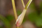 Sweet cicely <BR>Anise-root <BR>longstyle sweetroot